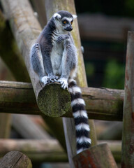Fototapeta premium Ring-Tailed Lemur