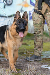 military working dog in action on the battlefield. 
