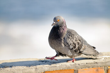 A gray pigeon is walking on a wall
