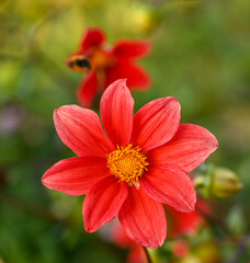 Beautiful close-up of a single-flowered dahlia
