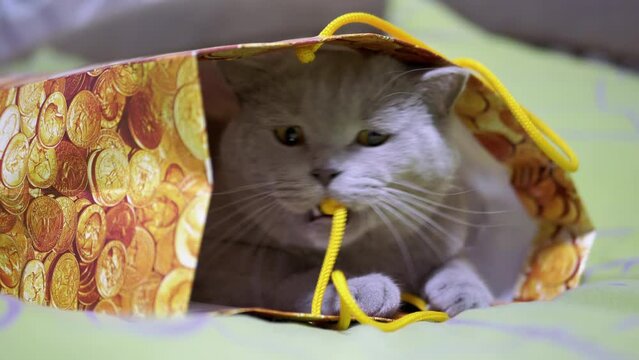 Gray British Cat Hiding in a Cardboard Box, Playing with a String on the Bed. A playful fluffy Scottish cat peeks out of a paper package, bites the rope with his teeth. Indoors. Pet games at home.