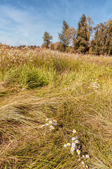 Fototapeta premium Erigeron Annuus Flowers, also known as fleabane, daisy fleabane, or eastern daisy fleabane, growing in the meadow under the warm summer sun in Kiev, Ukraine