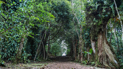 A mysterious path runs through the jungle. Dense thickets of trees form an arch over the path. Weathered shady steps lead forward to the light. Seychelles. Mahe