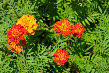 Close up of beautiful Marigold flower (Tagetes erecta, Mexican, Aztec or .French marigolds backgroundAfrican marigold) in the garden
