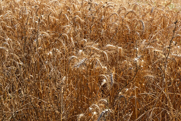 Field with many ripe ears of wheat
