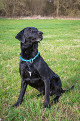 black labrador waiting for toy