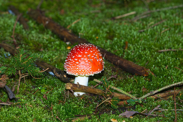 poisonous red mushroom