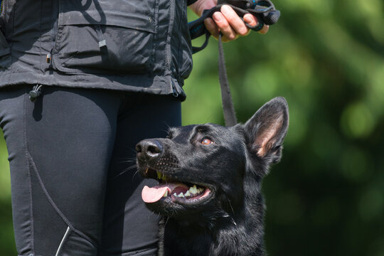black malinois looks to teacher