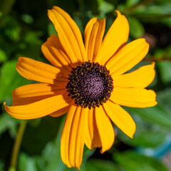 Fototapeta premium Rudbeckia