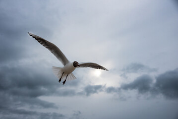 Fototapeta na wymiar seagull flying in the sky. Black-headed gull.