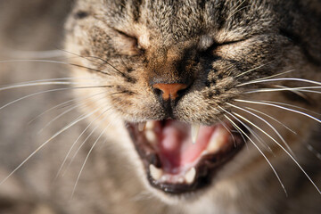 Yawning lazy cat shows its fangs