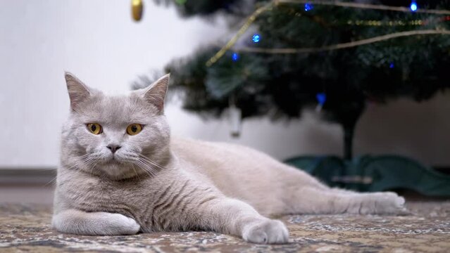 Tired Gray British Cat is Resting on the Floor near the Christmas Tree in Room. A curious fluffy cat is looking around. Scottish cat lying on carpet. Concept of Merry Christmas, New Year at home.