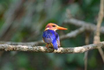 Malachite Kingfisher on a branch with isolated green background