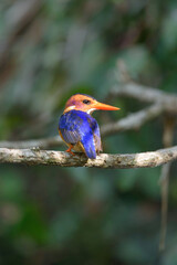Obraz premium malachite kingfisher on branch