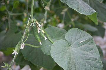 Cultivation of cucumbers in a greenhouse. Cucumbers ripening on hanging stalk in greenhouse