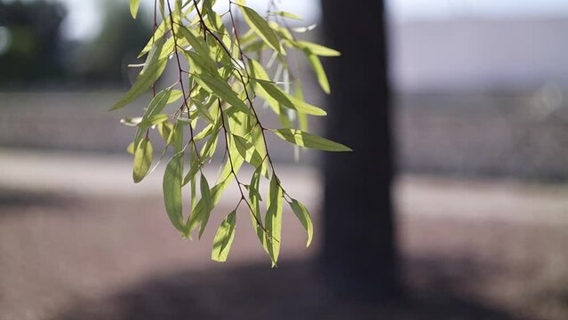 world green