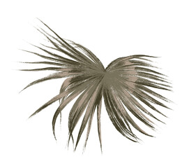 Isolated tropical plant and leaves. Graphic illustration on white background. Element for design.
