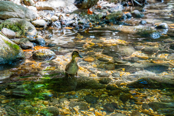Duck in Tropic restaurants on the river. Places on the river with tourists in forest, Turkey