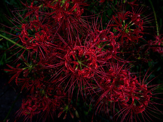 満開の曼珠沙華　日高市巾着田　9月