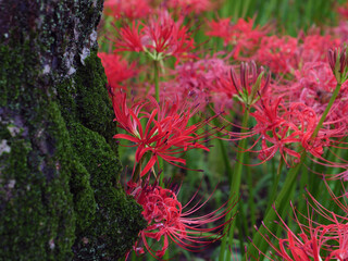 満開の曼珠沙華　日高市巾着田　9月