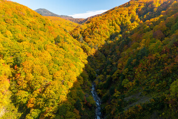 Autumn leaf season in Japan