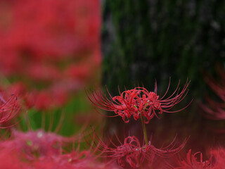 満開の曼珠沙華　日高市巾着田　9月