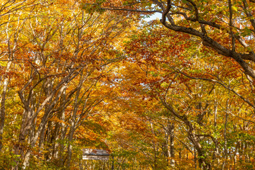 Autumn leaf season in Japan