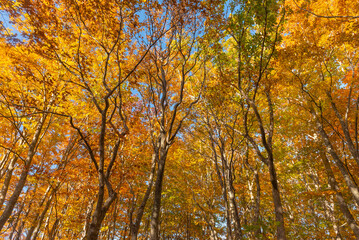 Autumn leaf season in Japan