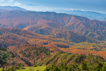 Fototapeta premium Autumn leaf season in Japan