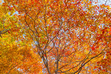 Autumn leaf season in Japan