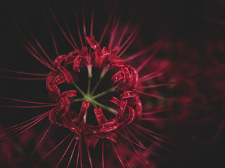 満開の曼珠沙華　日高市巾着田　9月