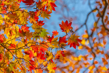 Autumn leaf season in Japan