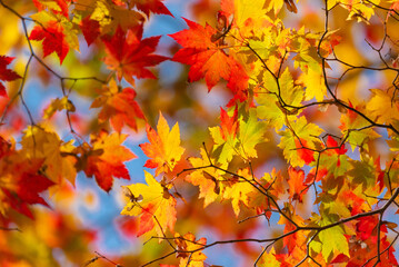 Naklejka na ściany i meble Autumn leaf season in Japan