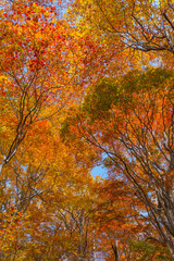 Fototapeta na wymiar Autumn season landscape in Japan