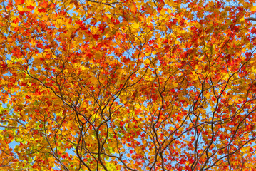Autumn season landscape in Japan