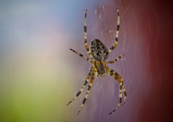 Kreuzspinne, Spinne