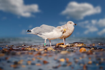 Ostseebad Kühlungsborn