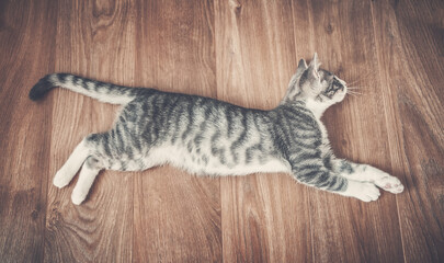 Little gray kitten lying on the floor indoors