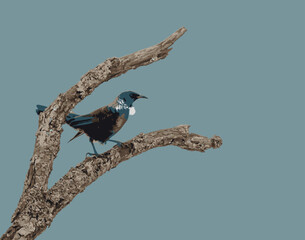 Tui, New Zealand bird