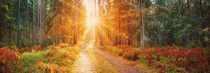 Sunrise in the morning in natural autumnal forest