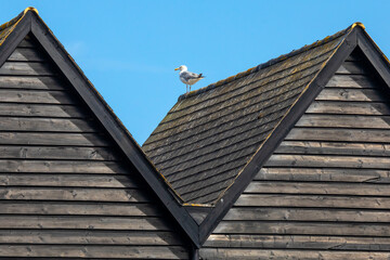 Gull on the Fishermans Huts in Whitstable, Kent