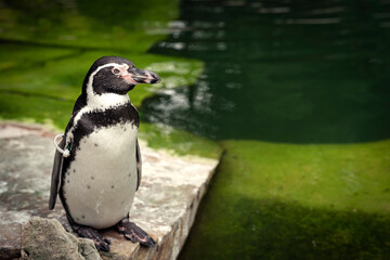 Humboldt Penguin standing by a green pond in ZOO Zlín, Czech Republic