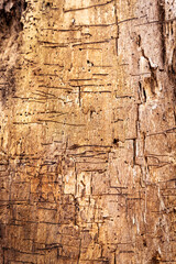 Old wooden board, wood borer, wood eating insect bugs, holes and lines, texture bg