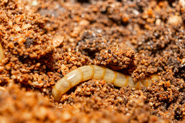 Earthworm in compost. Earthworm close-up. Worm in the compost pit.