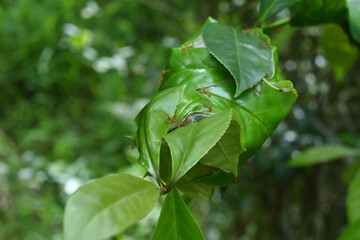 Few Weaver ants curiously staring at the camera while sitting on top of a Weaver ant nest