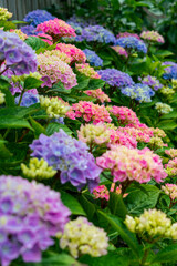 Large and colourful hydrangea flower bed in a garden.