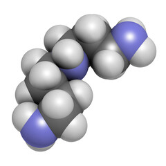 Spermidine molecule. 3D rendering. Atoms are represented as spheres with conventional color coding: hydrogen (white), carbon (grey), nitrogen (blue).