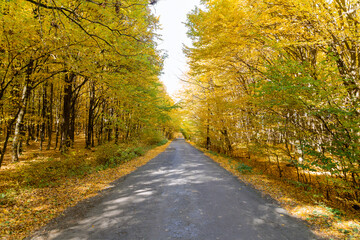 Fototapeta premium Autumn forest. Autumn trees and leaves.