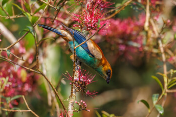 A beautiful colorful songbird eating pink flowers seeds