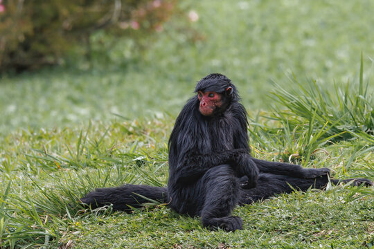 A spider monkey sitting on a lawn looking bored